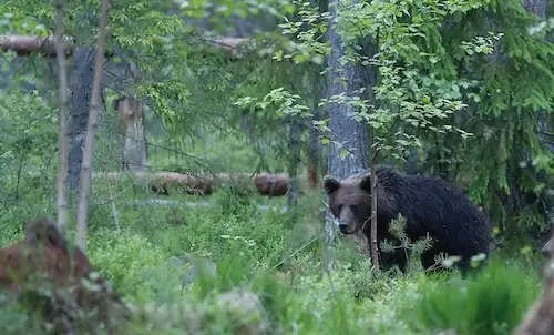 Wildlife estonia bear watching hide