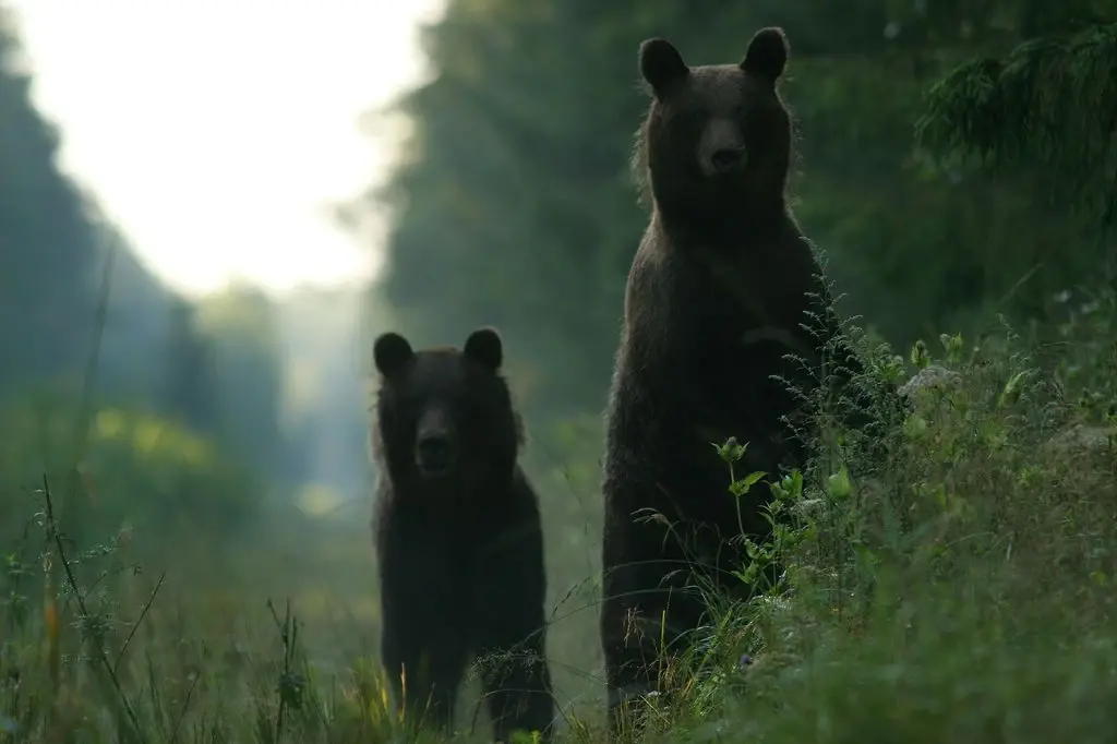 Wildlife estonia bear watching hide Remo Savisaar
