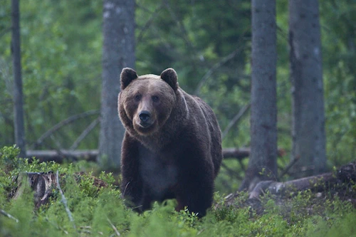 Wildlife estonia bear watching hide nature