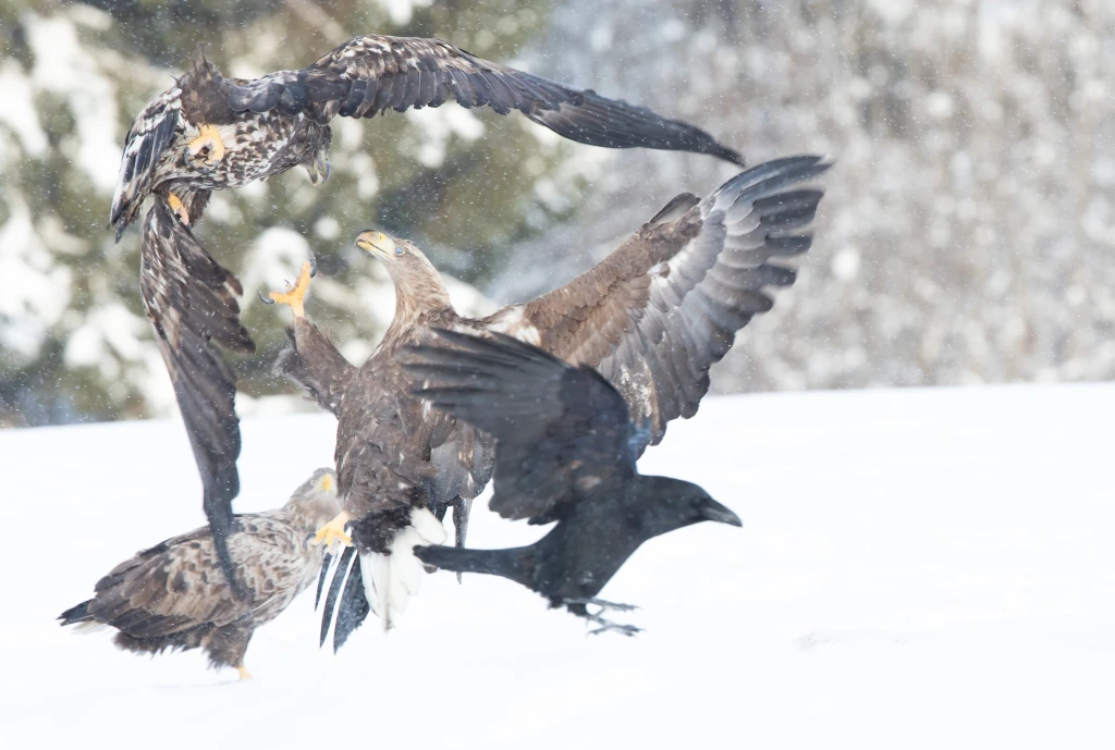 wildlife estonia photography hide eagles