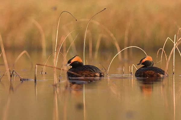 Wildlife estonia migration birds Tõnu Ling