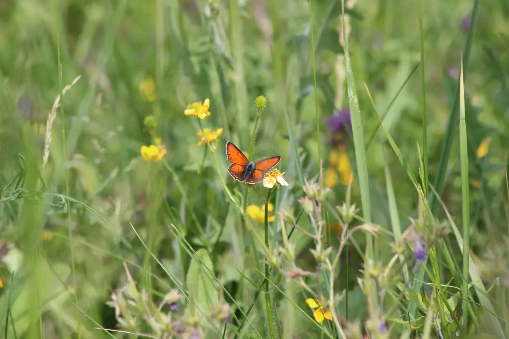 wildlife estonia butterflies meadow insect nature