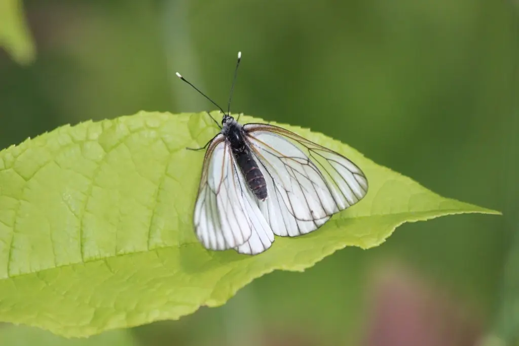 wildlife estonia butterflies meadow nature