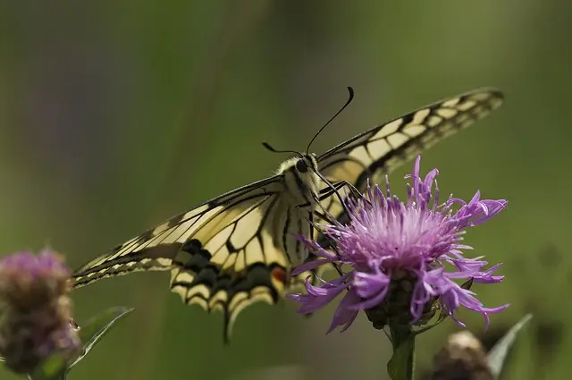 wildlife estonia butterflies swallowtail nature