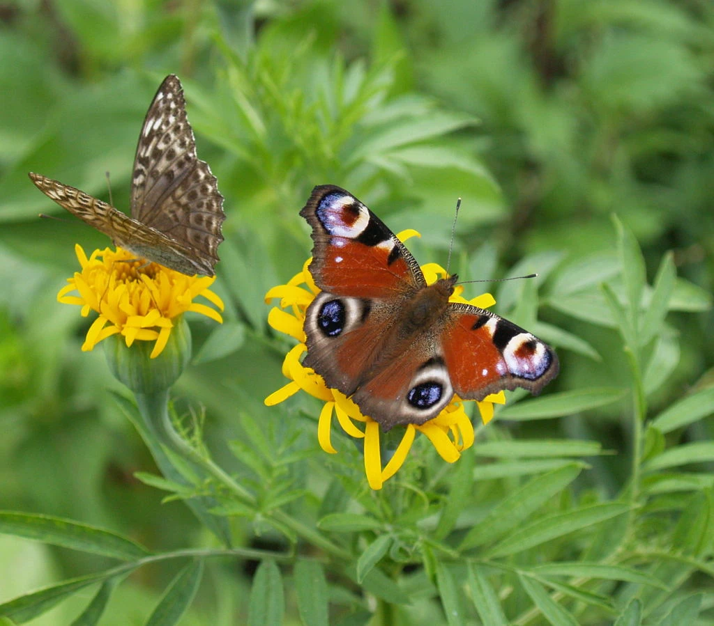 wildlife estonia butterfly Aivar Ruukel