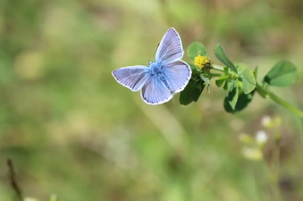 wildlife estonia butterfly watching