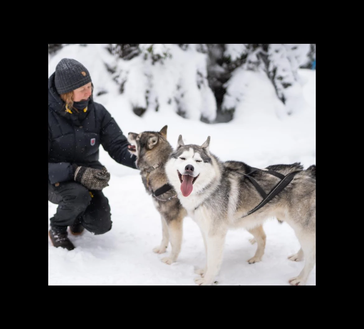 Totti sled dogs estonia winter huskies