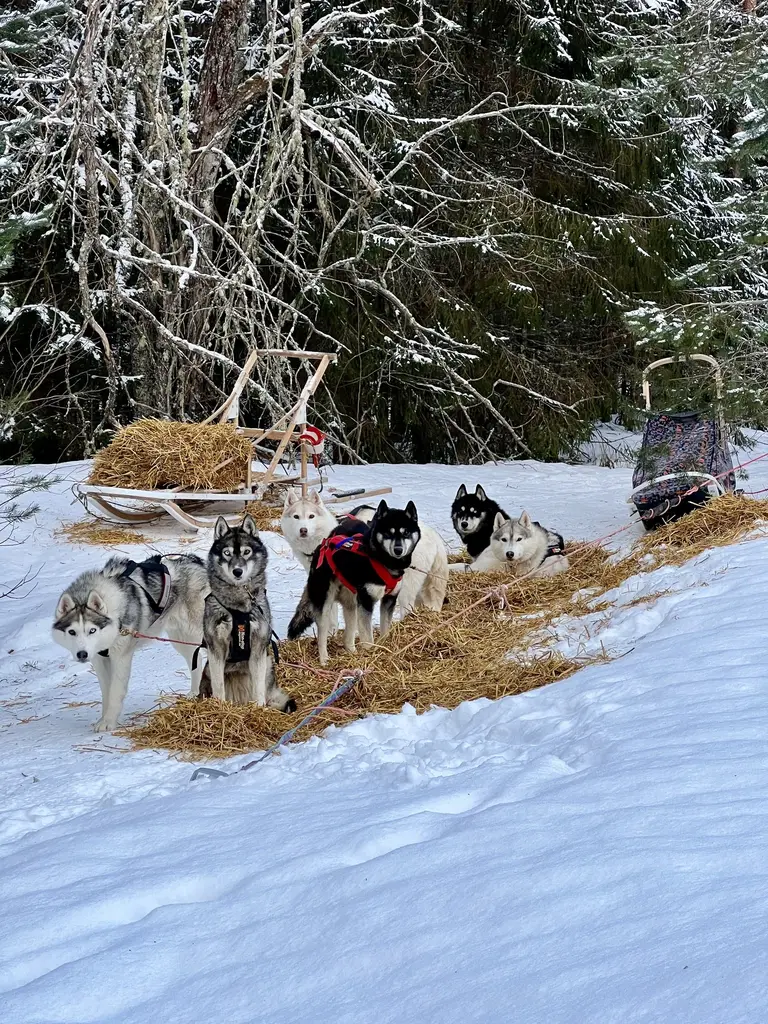 Totti sled dogs estonia winter huskies outdoors