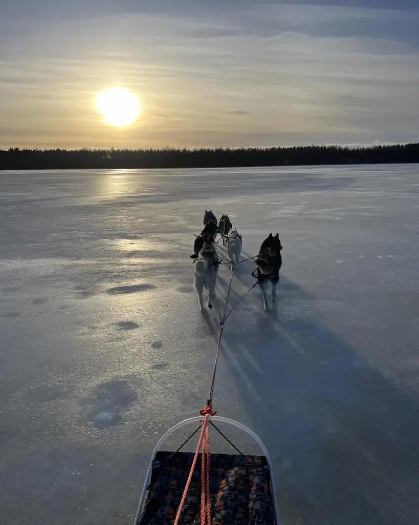 Totti sled dogs estonia winter huskies outdoors ice