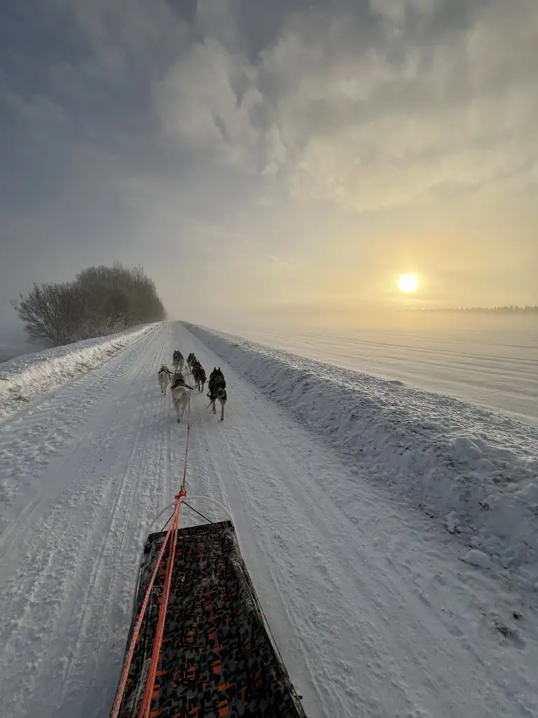 Totti sled dogs estonia winter huskies outdoors snow