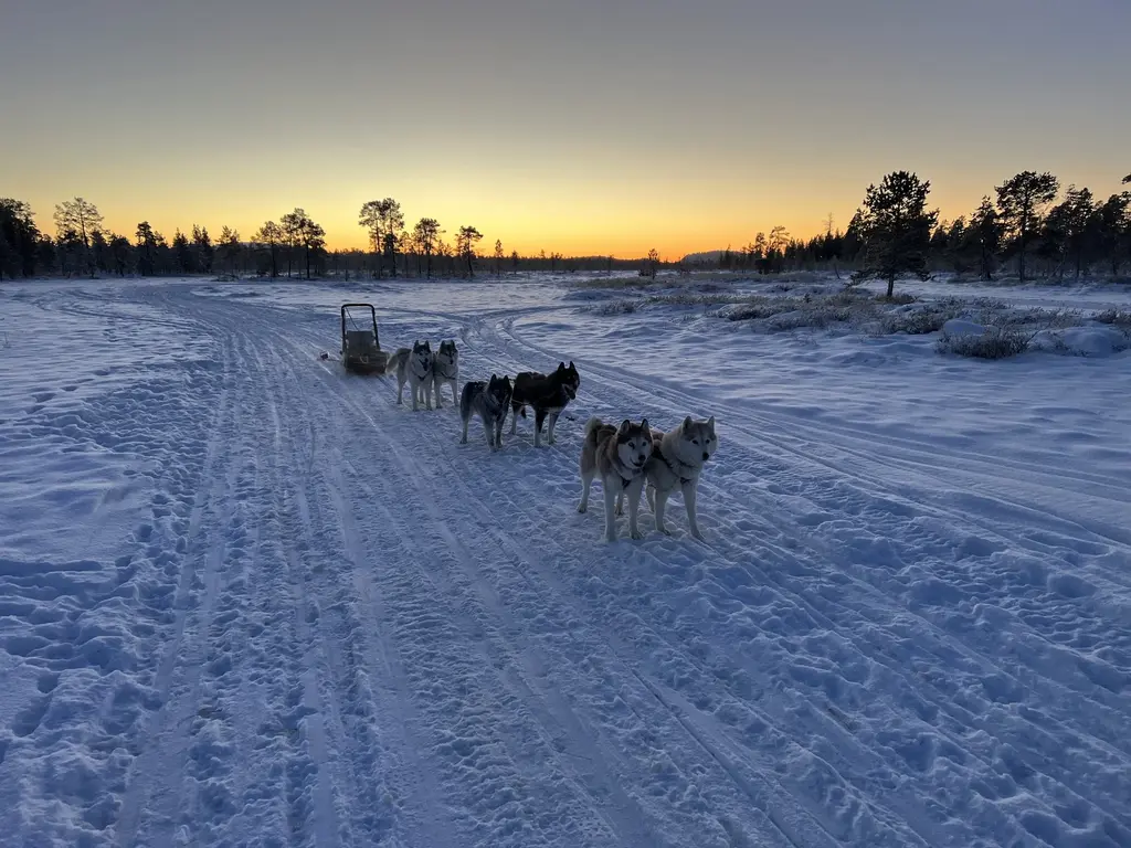 Totti sled dogs winter huskies estonia