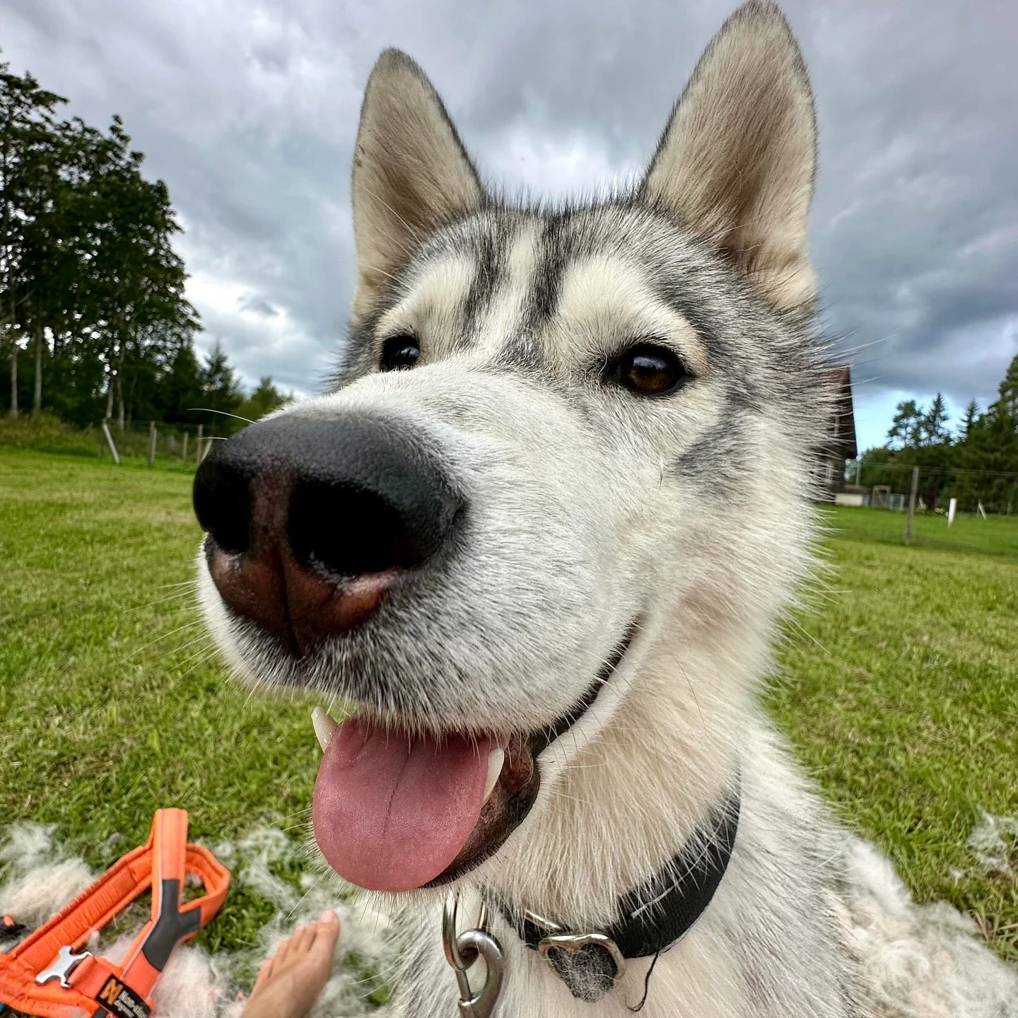 Totti sled dogs estonia nature outdoors