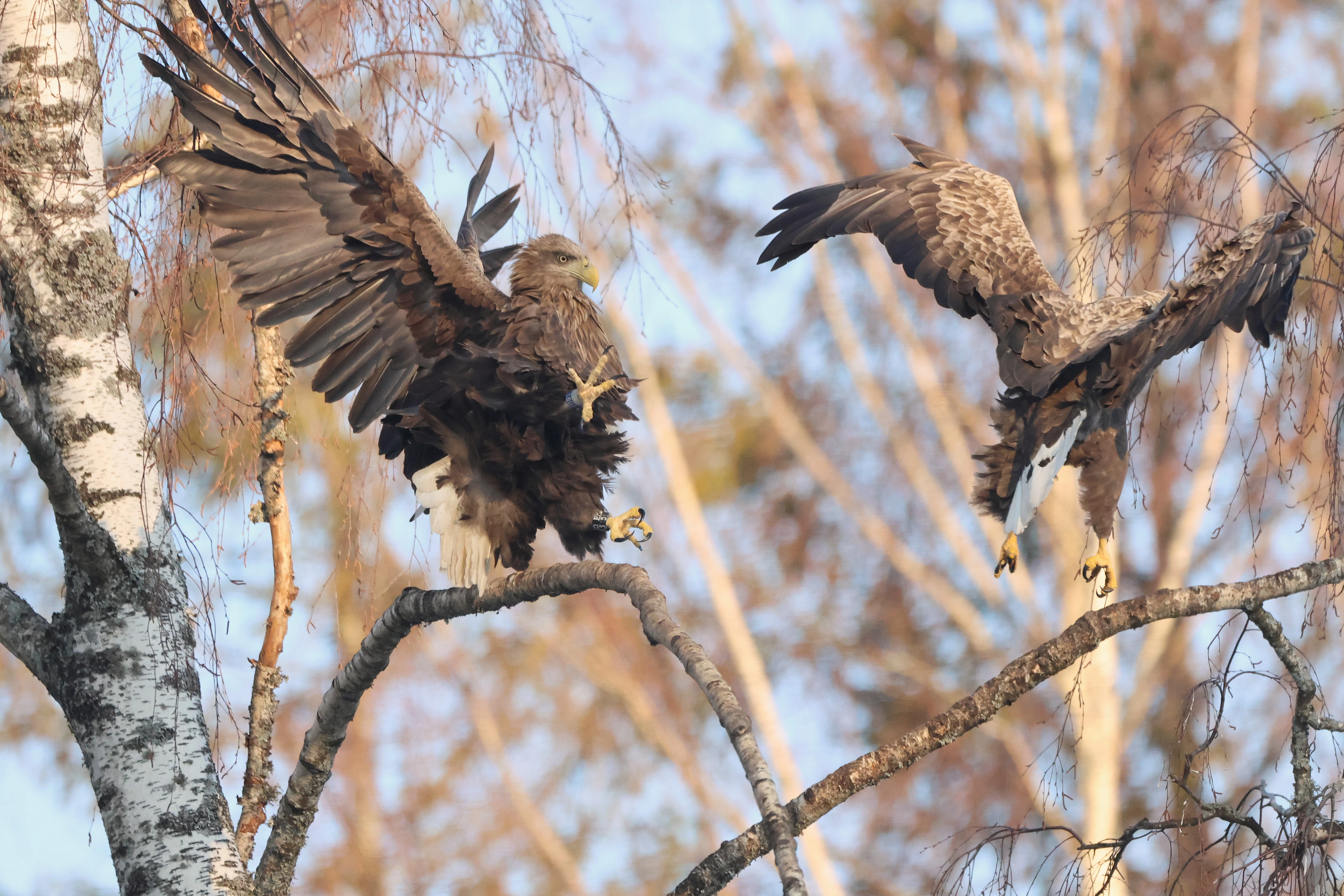 wild life bird watching hide estonia Eagles White Tailed