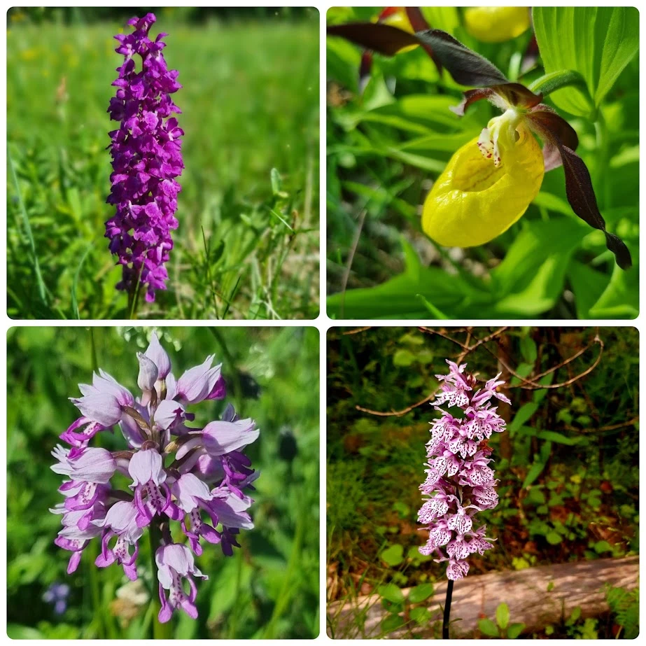 N35 orchids estonia plants