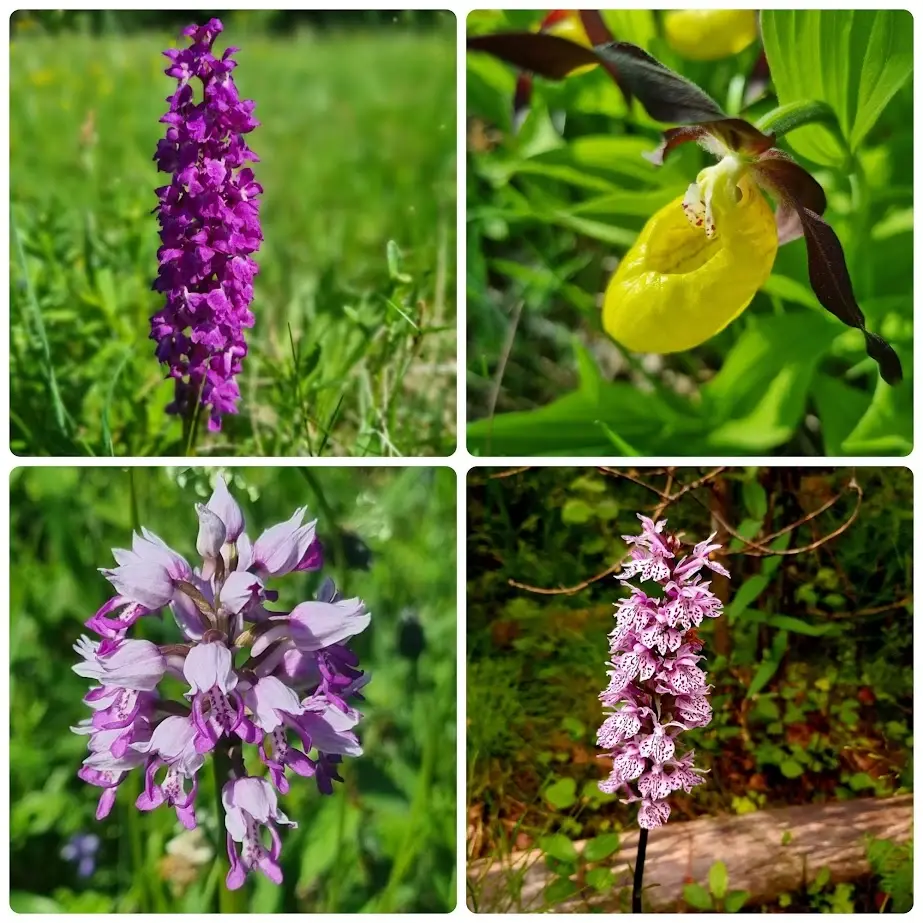 N35 orchids estonia plants