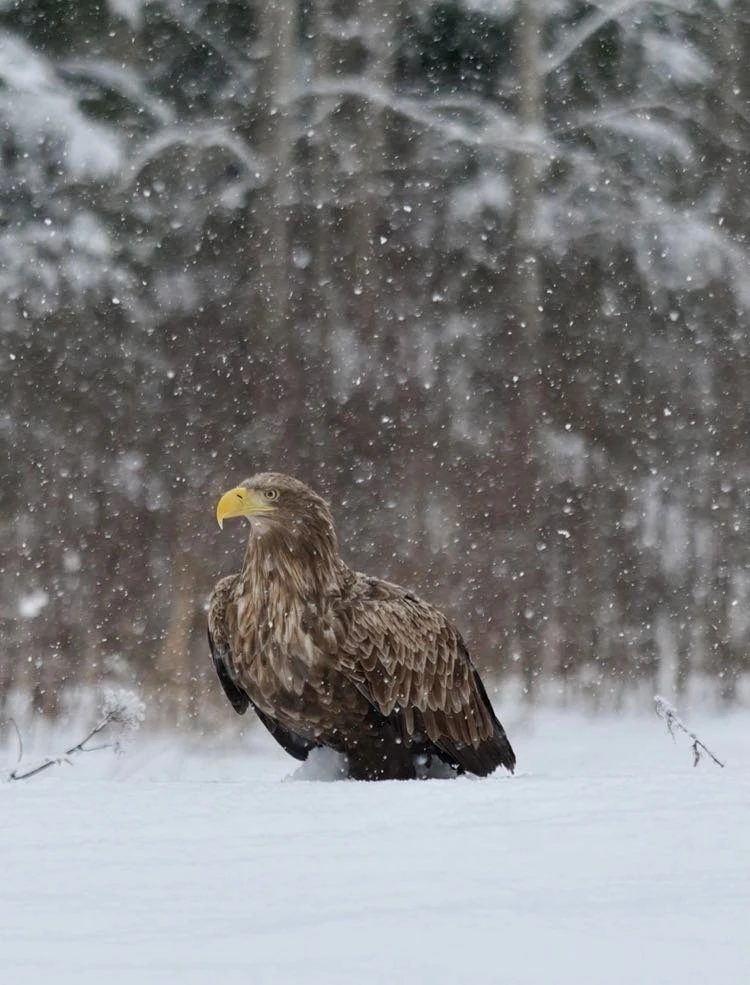 Eagle Estonia natourest photography hide birdwatching