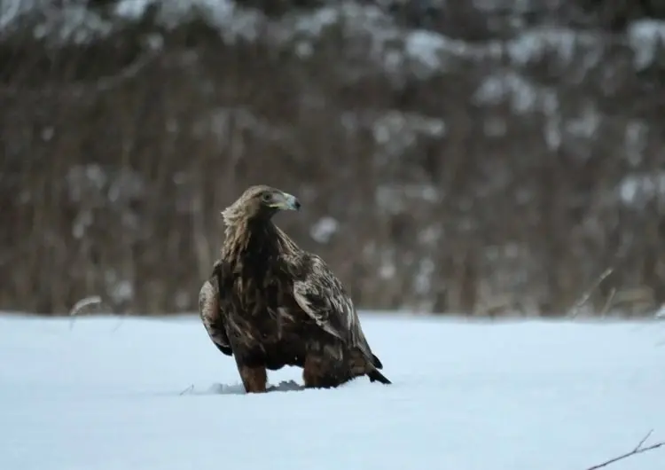 Eagle natourest photography Estonia birdwatching winter