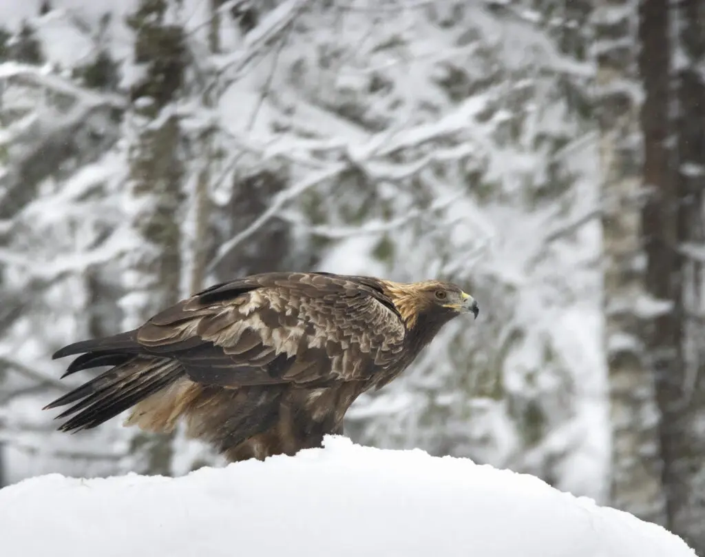 Eagle natourest photography hide birdwatching estonia