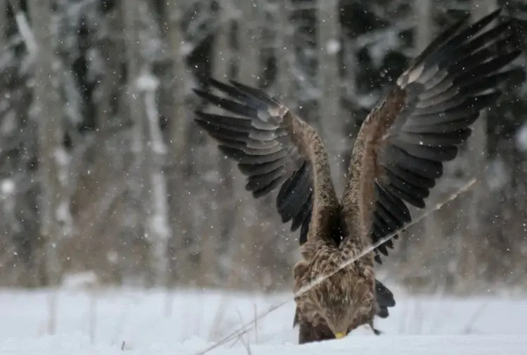 Eagle natourest photography winter birdwatching estonia