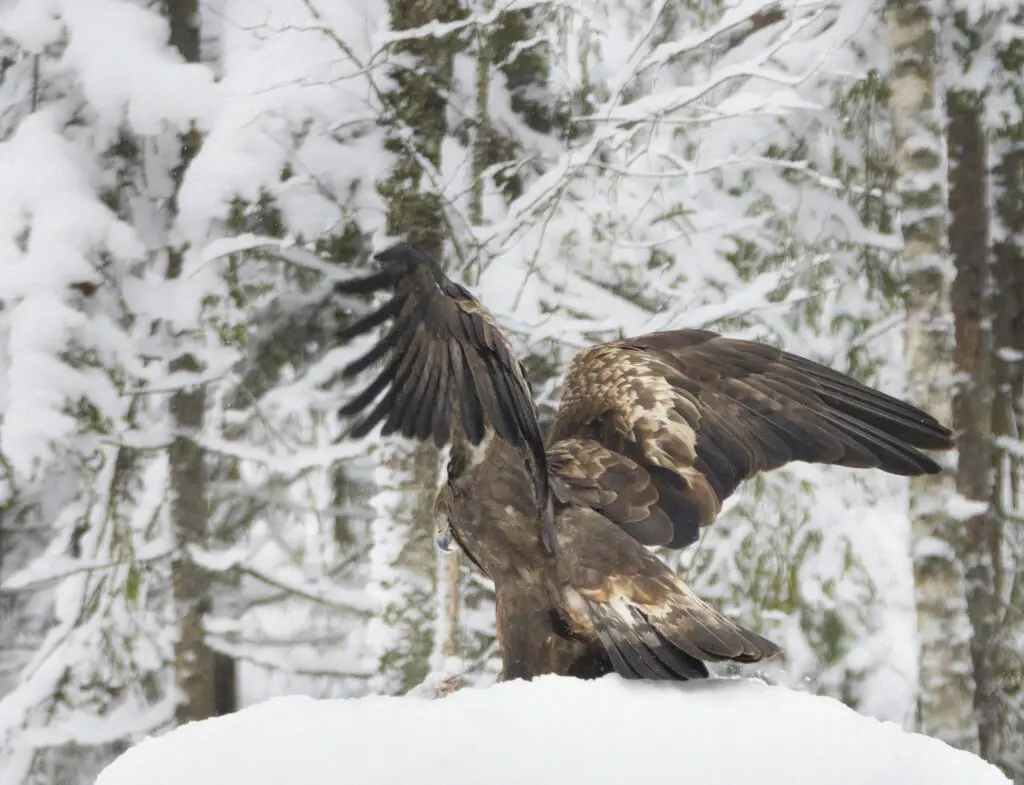 Natourest Eagle photography hide birdwatching estonia