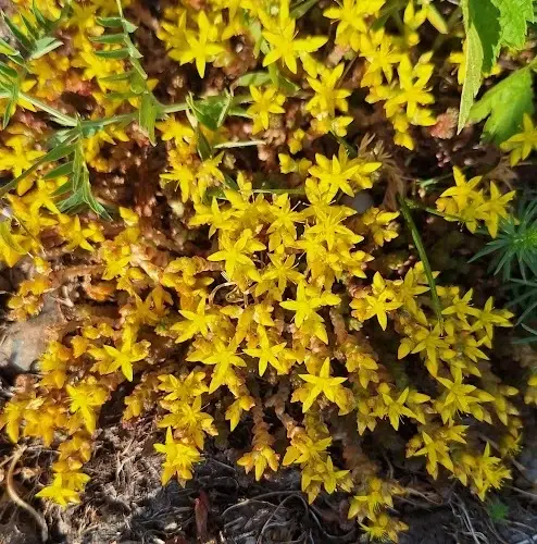 aeglane hetk botanical estonia