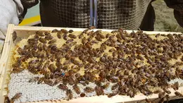 aeglane hetk bee excursion hive honey