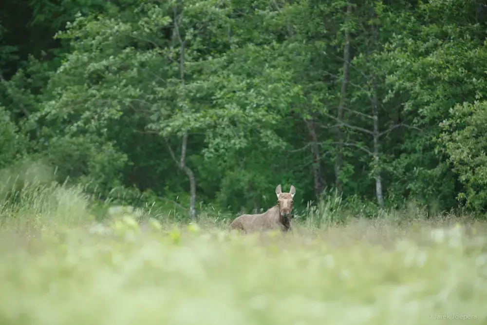 natourest photography hide bear elk luxury individual estonia2