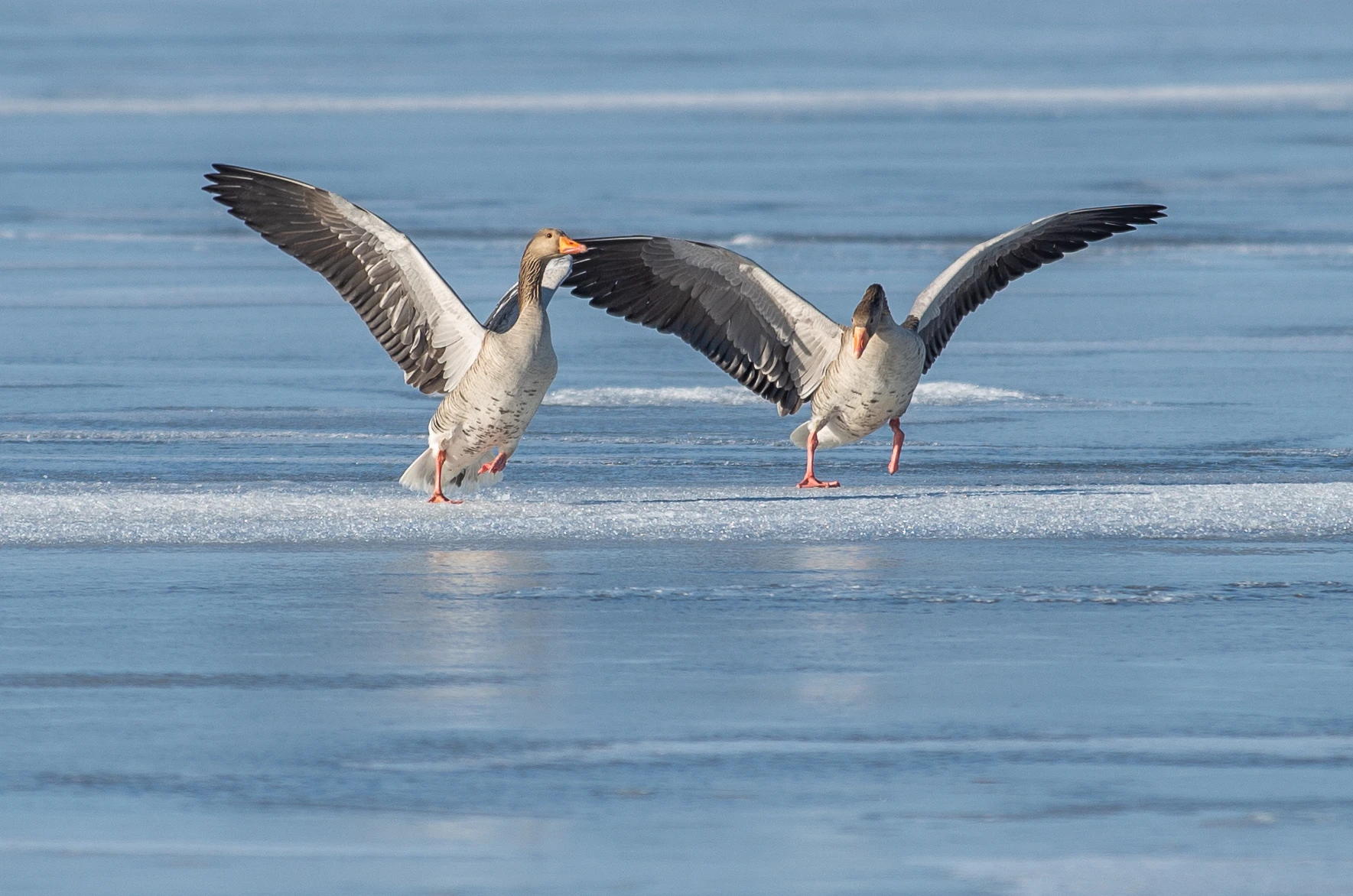 Anna cottage Saastna Matsalu naturepark bird watching winter