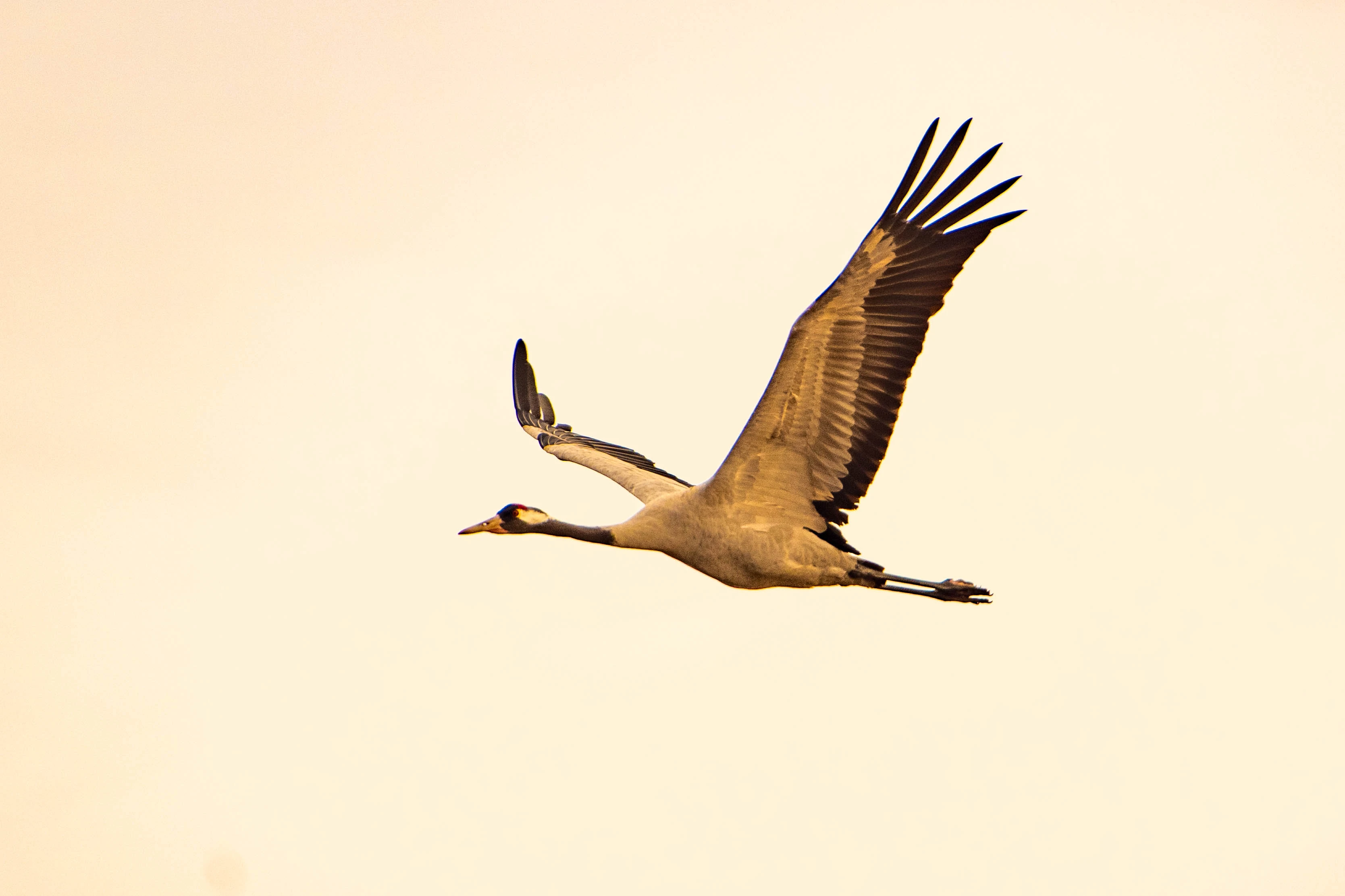 Anna cottage Saastna Matsalu naturepark estonia bird watching
