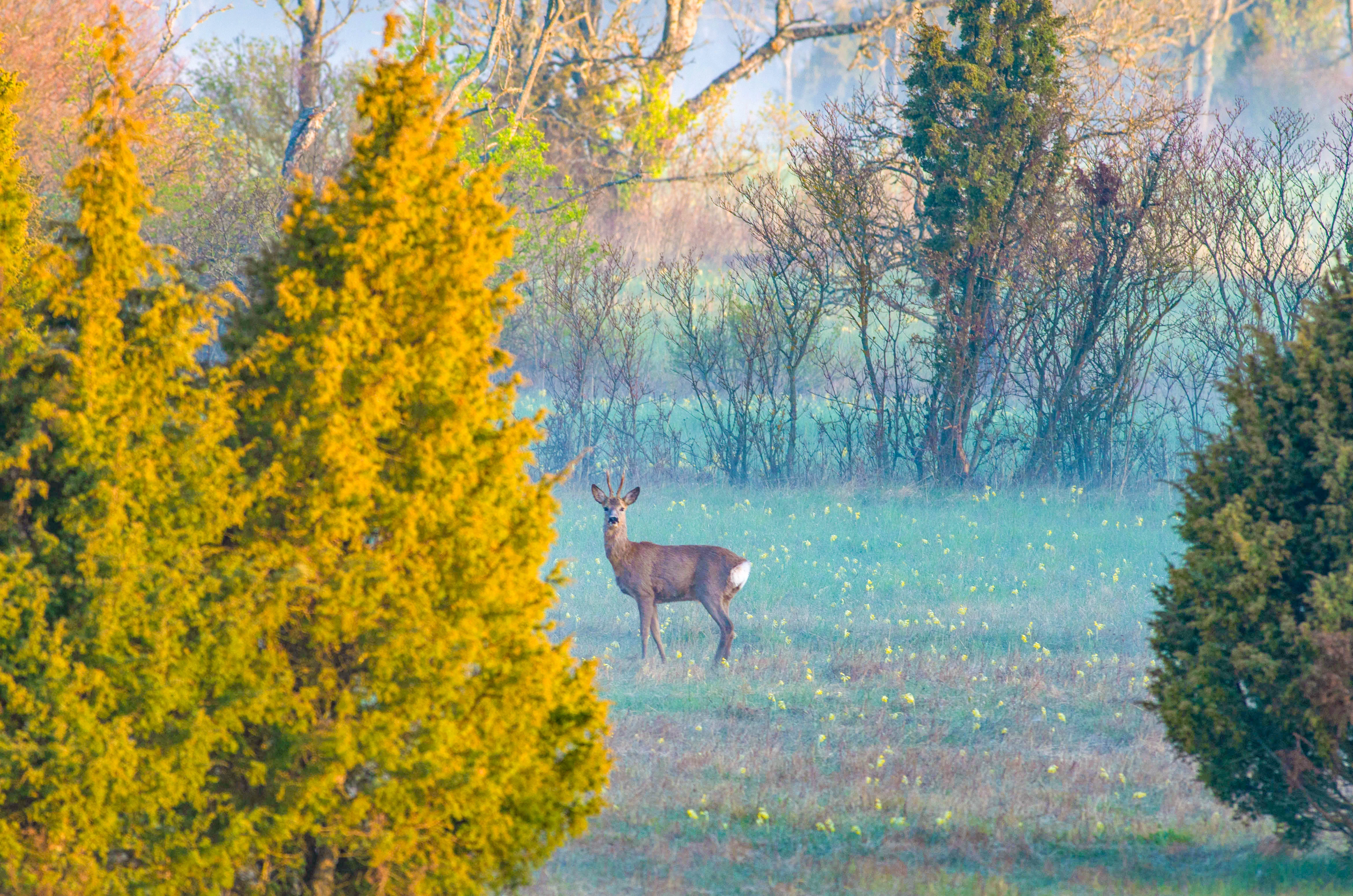 Anna cottage Saastna Matsalu naturepark wildlife estonia