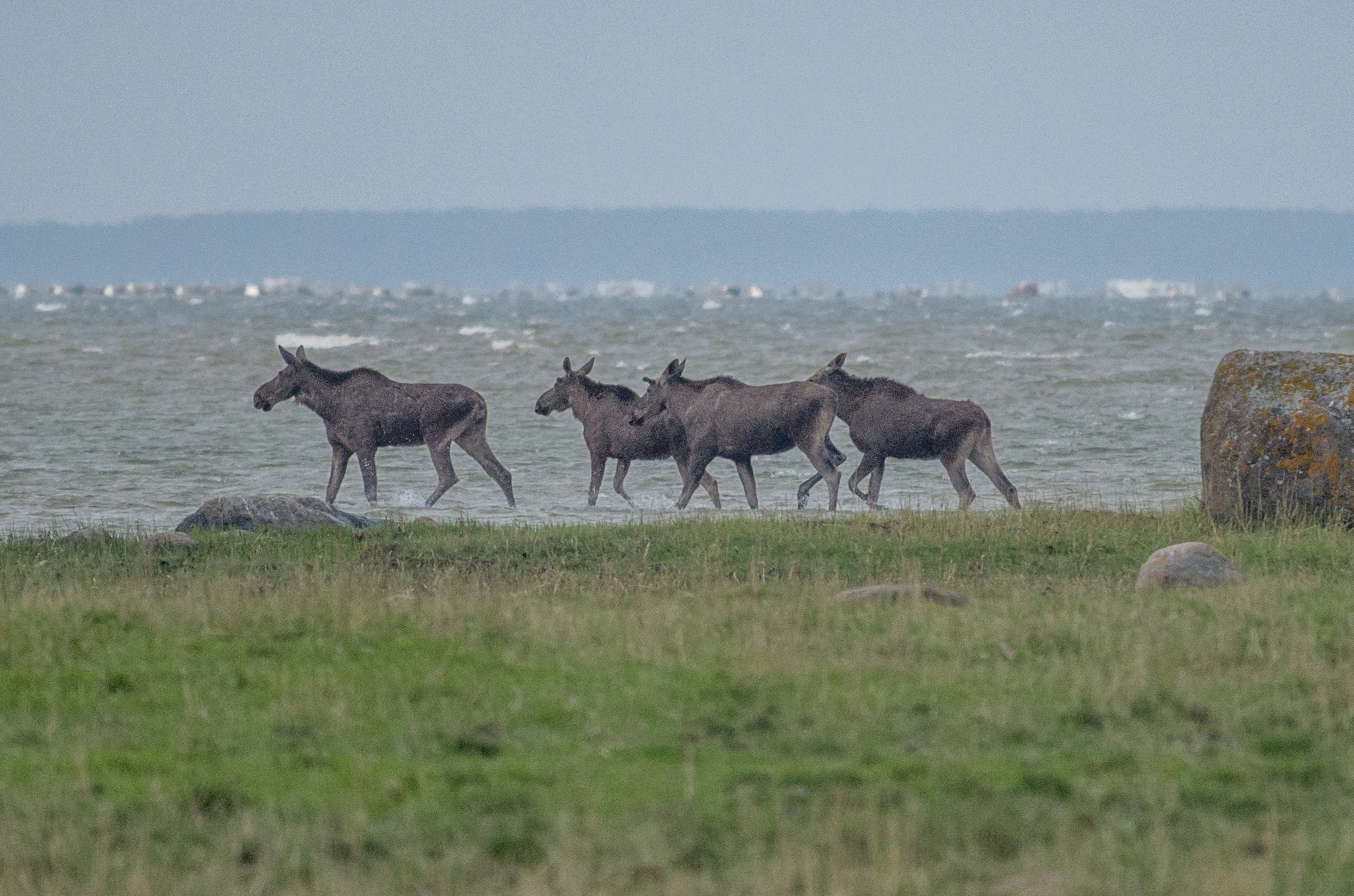 Anna cottage Saastna Matsalu naturepark wildlife estonia moose