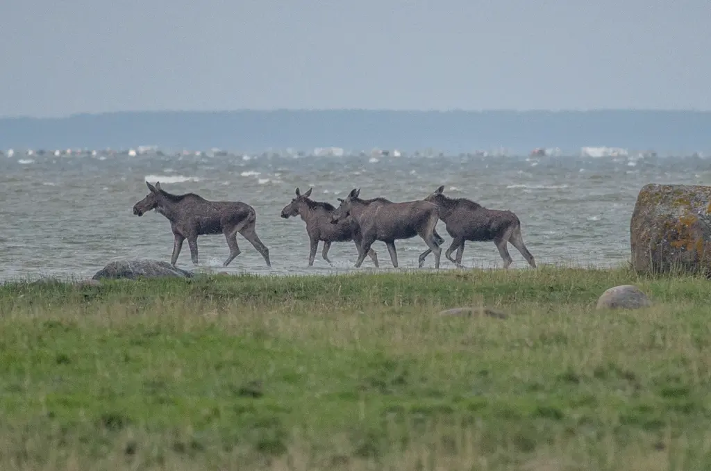 Anna cottage Saastna Matsalu naturepark wildlife estonia moose