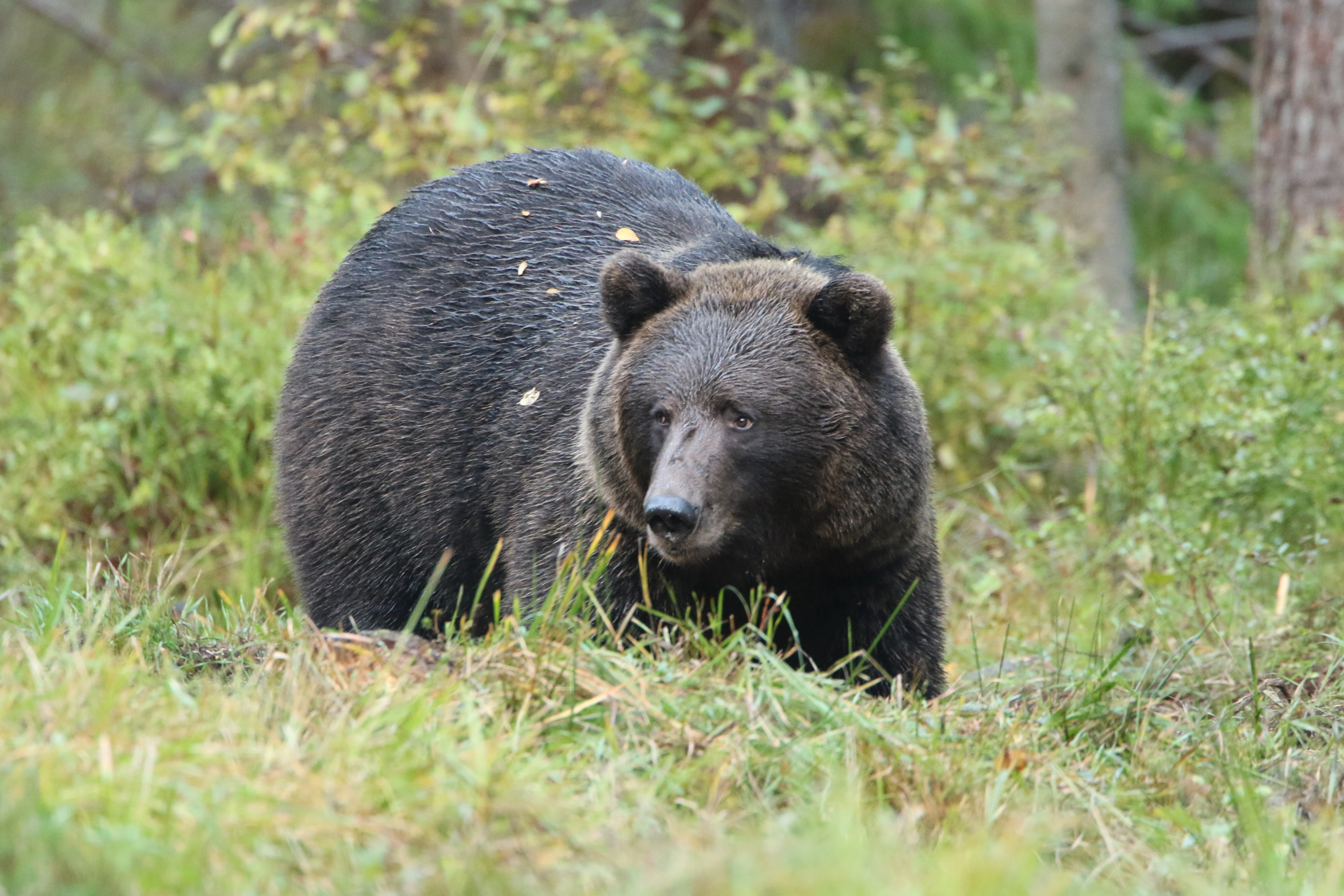 wildlife dreams wildlife photography estonia brown bear