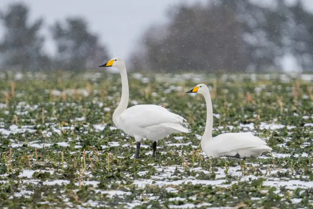 capture estonia birdwatching tallinn swans