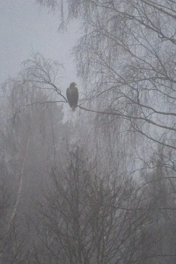 capture estonia eagle birdwatching tallinn nature