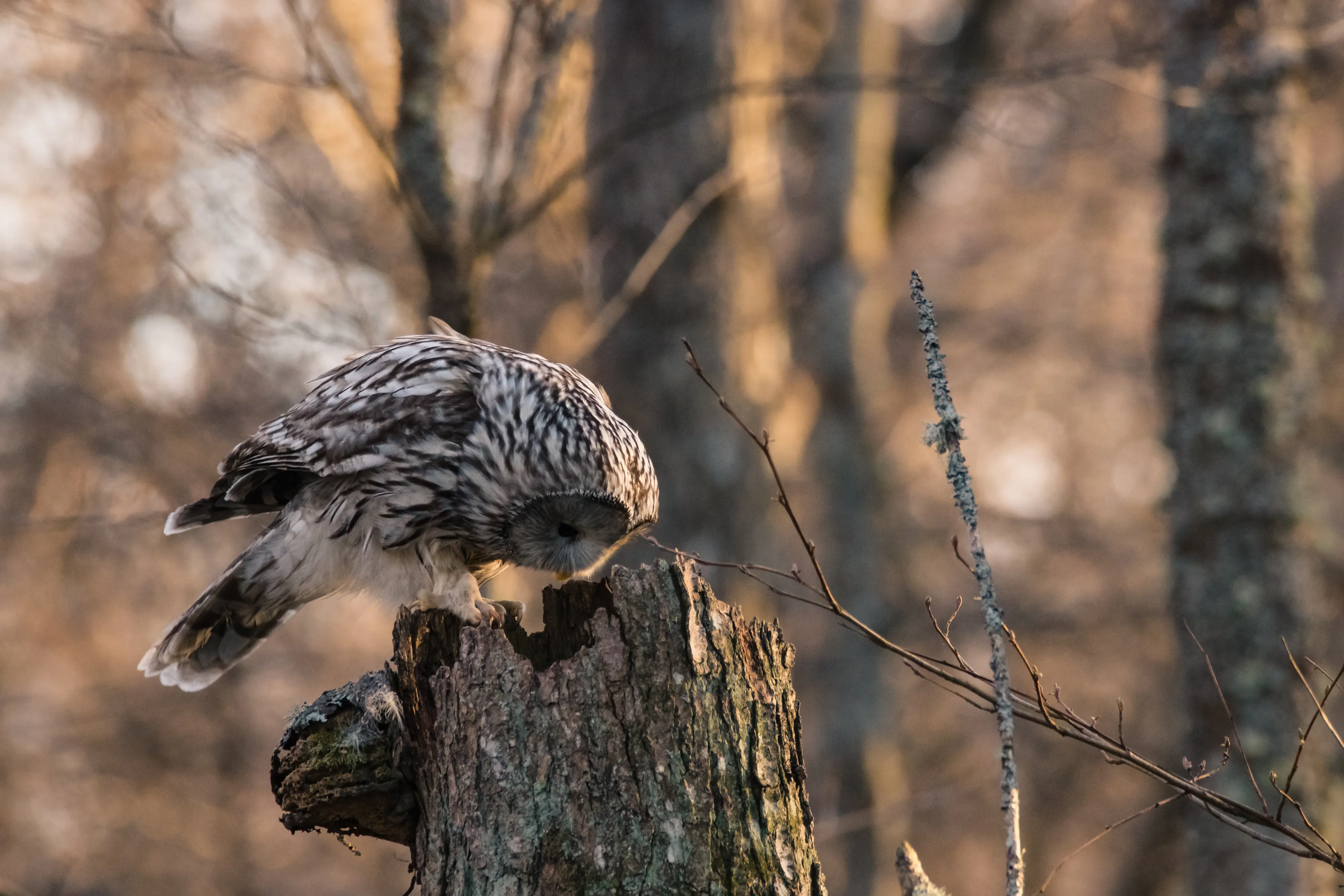 capture estonia owls birdwatching tallinn