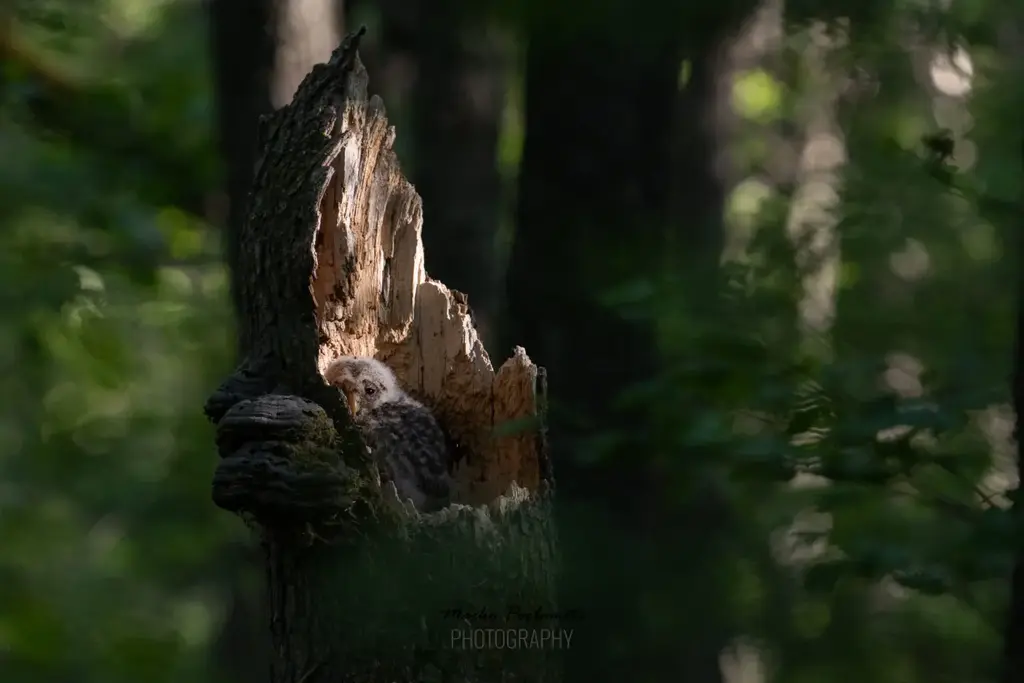 capture estonia owls birdwatching tallinn nature