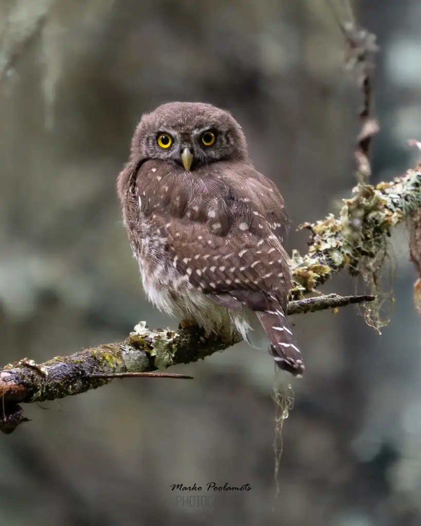capture estonia photography birdwatching tallinn