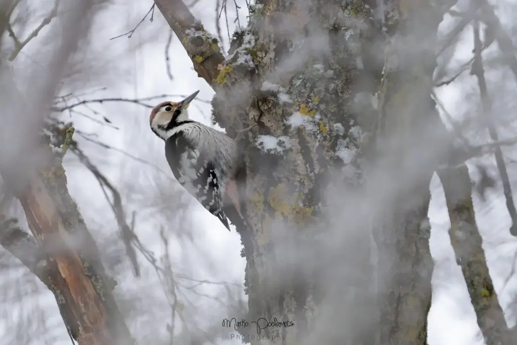 capture estonia woodpecker birdwatching tallinn
