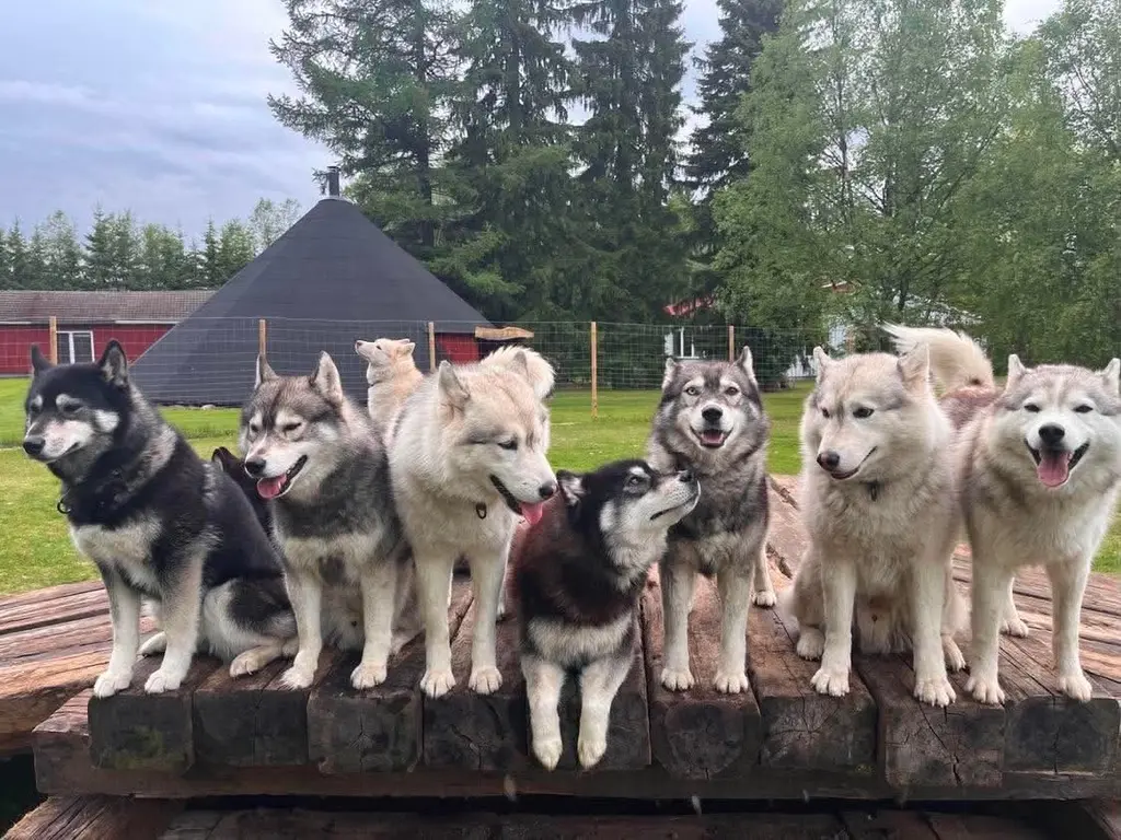 Free spirit hikes dogs hiking