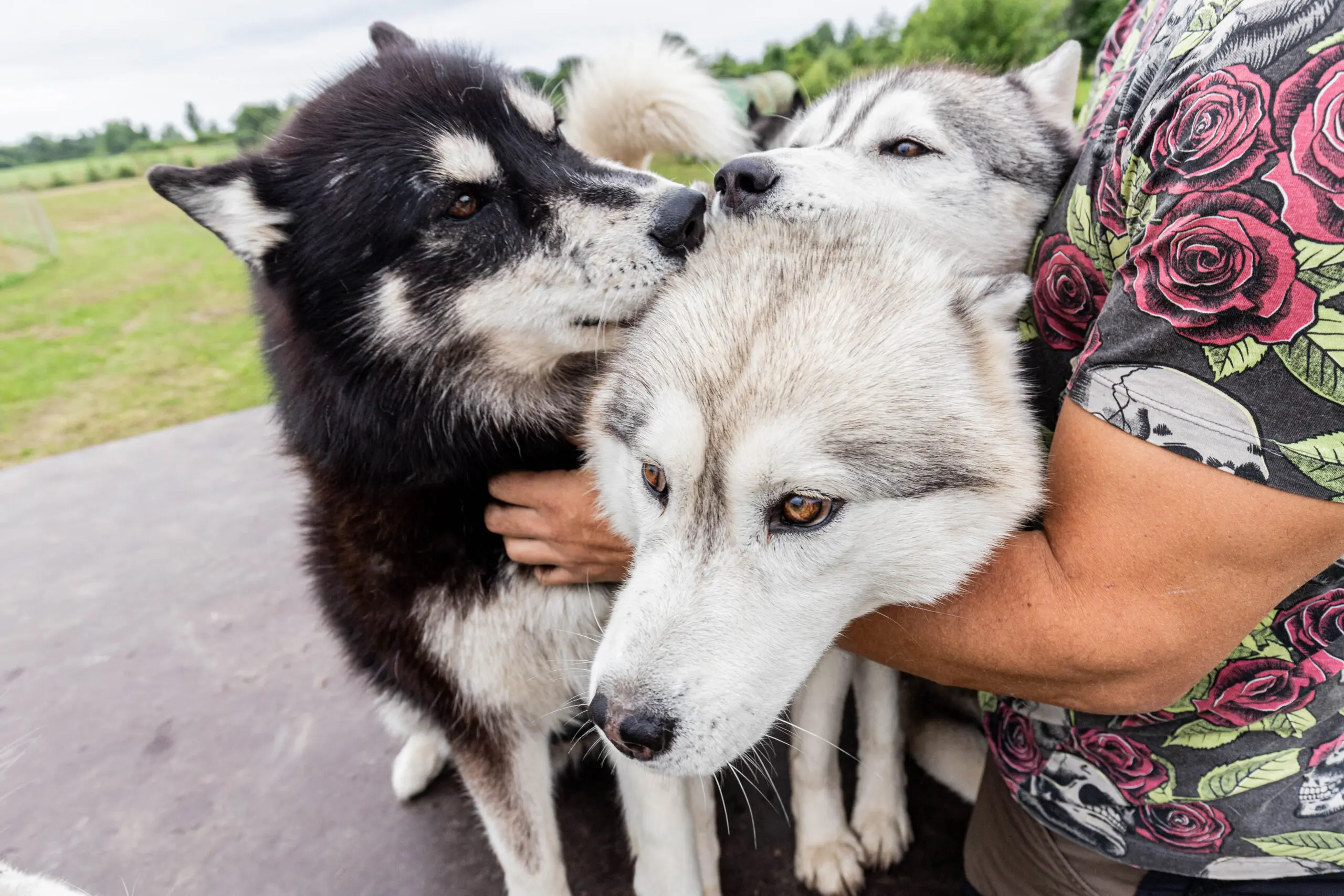 Free spirit hikes dogs hiking kadrina