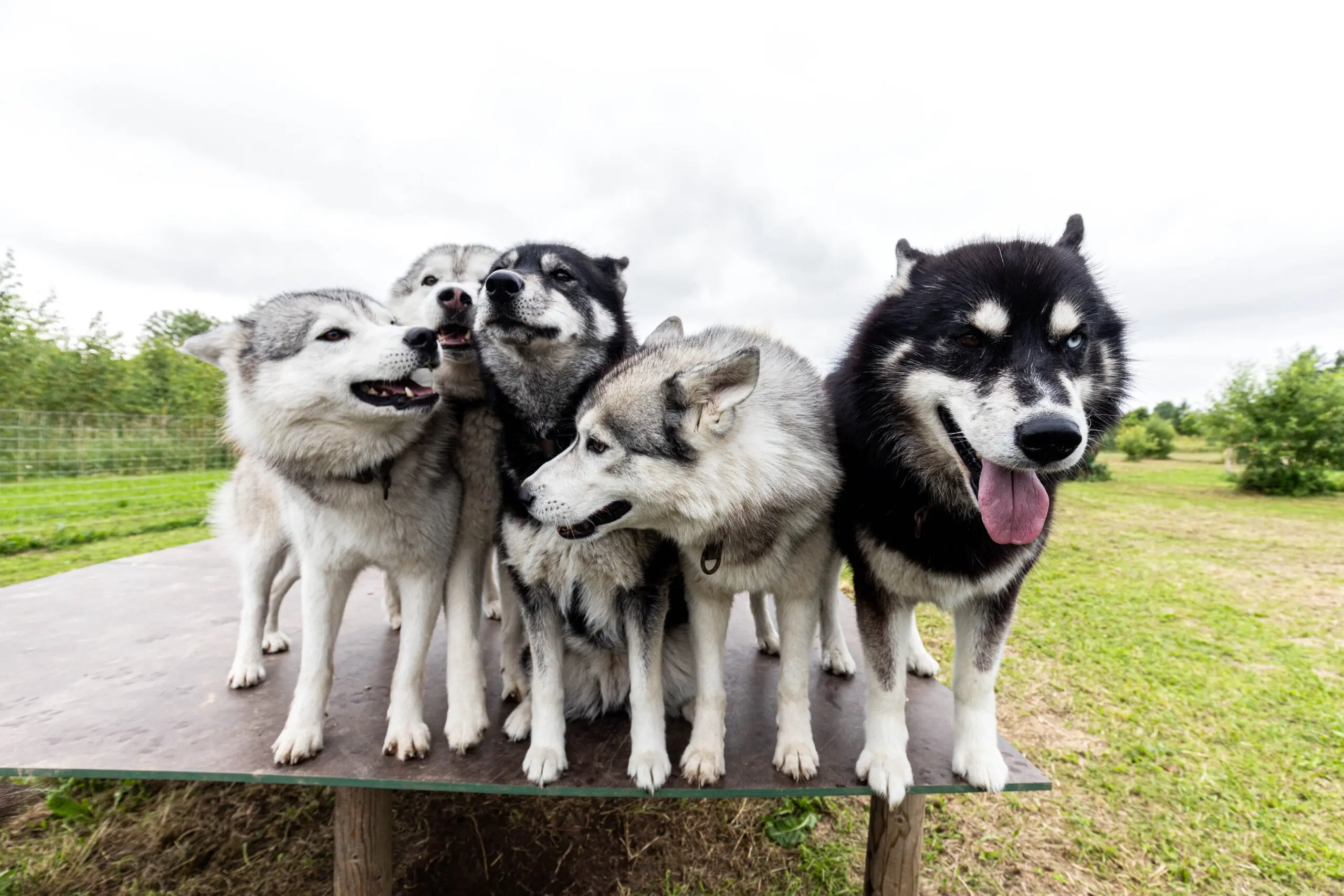 Free spirit hikes dogs hiking kadrina 2