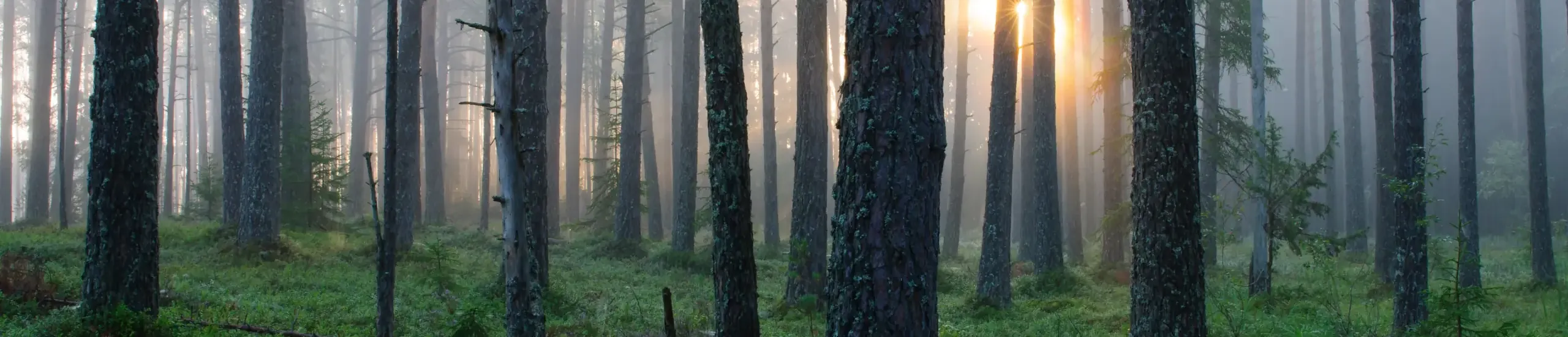 Baltic Nature Tourism - Forest